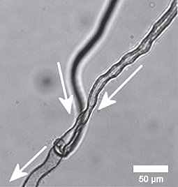 Během experimentů se vědcům podařilo vytvořit nejen trubičky složitého tvaru, ale také jejich rozvětvení (foto Nature Chemistry).