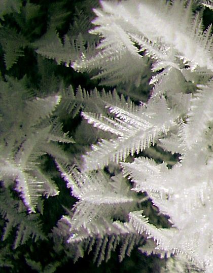 http://3.bp.blogspot.com/-3wuxPVN1iIg/UJWoViXPIxI/AAAAAAAAFR4/QEjHPgtglVg/s1600/dendrite309closeup.jpg