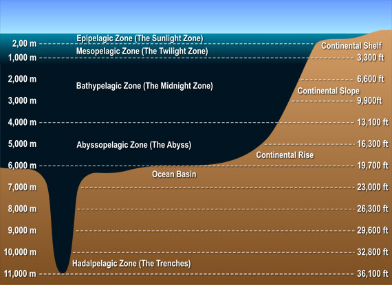 Layers of the Ocean Showing the Five Zones