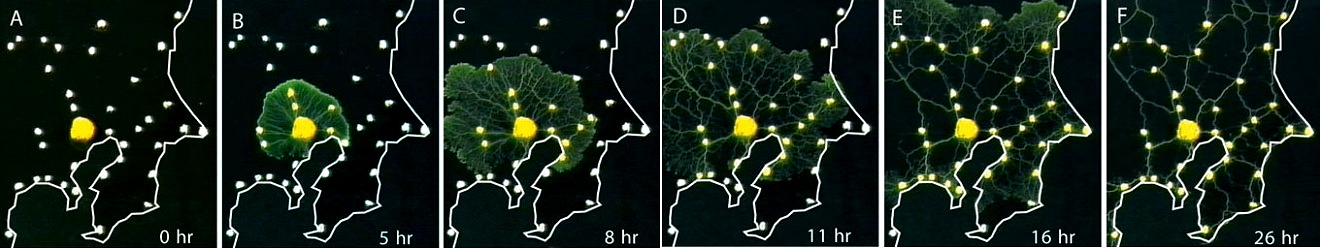 http://www.wired.com/images_blogs/wiredscience/2010/01/slime_mold_1-660x501.jpg