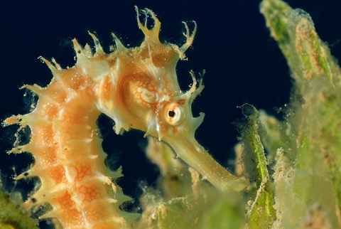 http://cdn.isciencetimes.com/data/images/full/2013/11/26/5481-thorny-seahorse-in-seagrass.jpg