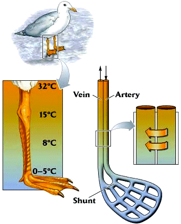 http://people.eku.edu/ritchisong/Gull_bloodflowleg.jpg