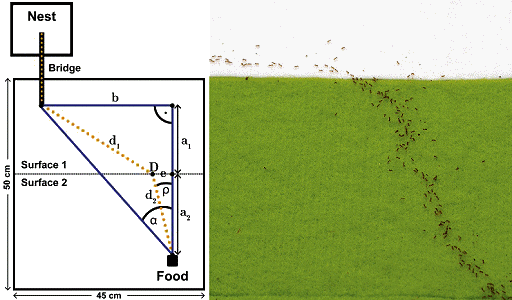 http://cdn.physorg.com/newman/gfx/news/2013/antsfermatsprinciple2.jpg