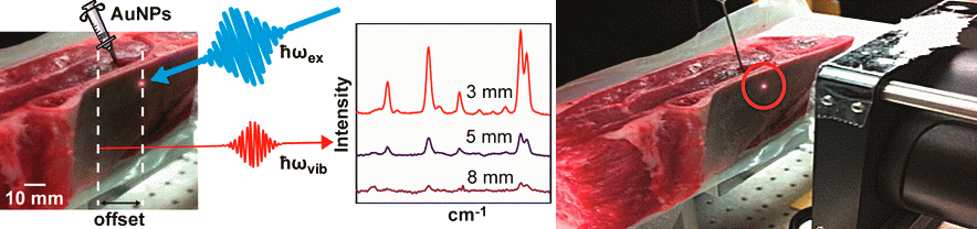 http://cen.acs.org/content/dam/cen/91/web/20131121lnj1-lambbone.jpg