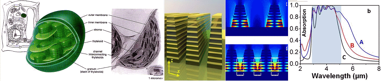 http://sun.menloschool.org/~dspence/biology/chapter6/images/chloroplast.jpg