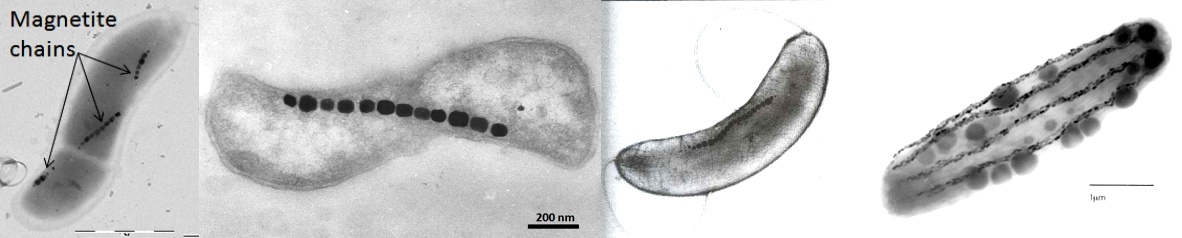 http://blogs.scientificamerican.com/cocktail-party-physics/files/2013/04/bacteria_pic.jpg