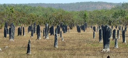 http://images.travelpod.com/users/darrenstravels/12.1217899080.magnetic-termite-nests.jpg