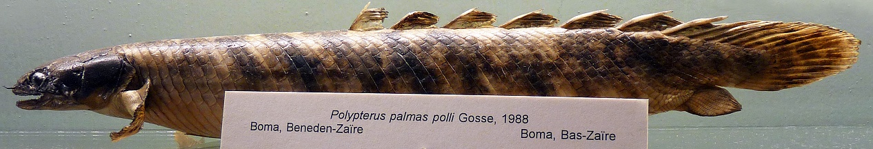 http://upload.wikimedia.org/wikipedia/commons/7/7f/Polypterus_palmas_polli-Mus%C3%A9e_royal_de_l%27Afrique_centrale.jpg