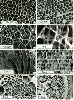 Cellular Solids in Nature