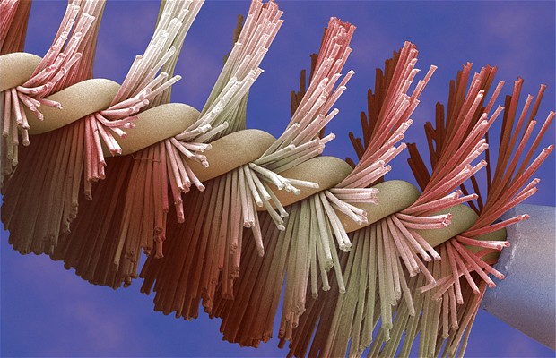 Mascara brush. Coloured scanning electron micrograph (SEM) of the bristles of a mascara brush, used for applying make-up to the eyelashes. Magnification: x4 at 5x7cm size. Photo: Power And Syred/Science Photo Library