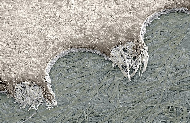 Torn postage stamp. Coloured scanning electron micrograph (SEM) of a torn perforation from the edge of a postage stamp. Magnification: x26 at 6x7cm size. Photo: Power And Syred/Science Photo Library